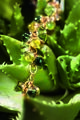 Tamara Comolli Mikado Flamenco Rainforest Bracelet